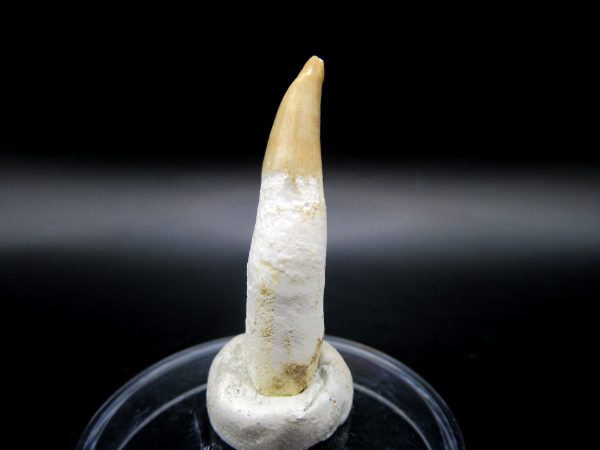 Genuine Eocene Age Dyrosaurus Crocodile Tooth Fossil For Sale from Morocco #5a