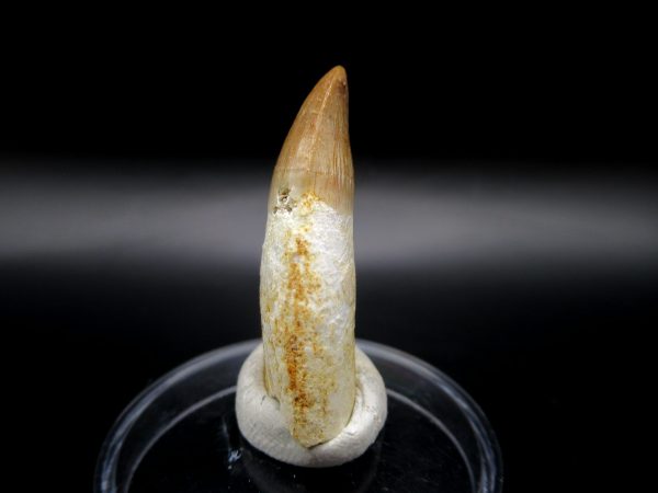 Genuine Eocene Age Dyrosaurus Crocodile Tooth Fossil For Sale from Morocco #6a