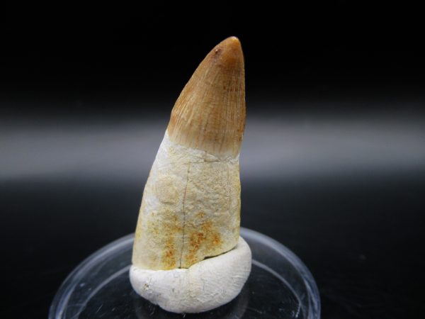 Genuine Eocene Age Dyrosaurus Crocodile Tooth Fossil For Sale from Morocco #6b