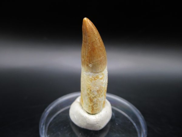 Genuine Eocene Age Dyrosaurus Crocodile Tooth Fossil For Sale from Morocco #6c