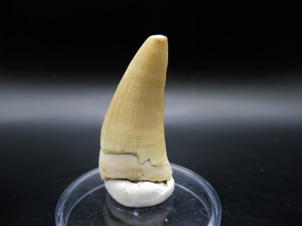 Genuine Eocene Age Dyrosaurus Crocodile Tooth Fossil For Sale from Morocco #7b