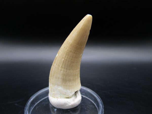 Genuine Eocene Age Dyrosaurus Crocodile Tooth Fossil For Sale from Morocco #8