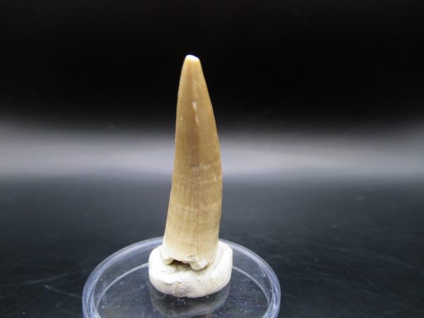 Genuine Eocene Age Dyrosaurus Crocodile Tooth Fossil For Sale from Morocco #8a