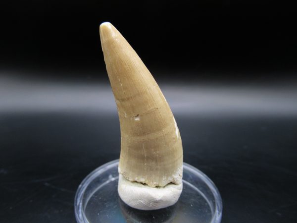 Genuine Eocene Age Dyrosaurus Crocodile Tooth Fossil For Sale from Morocco #8b