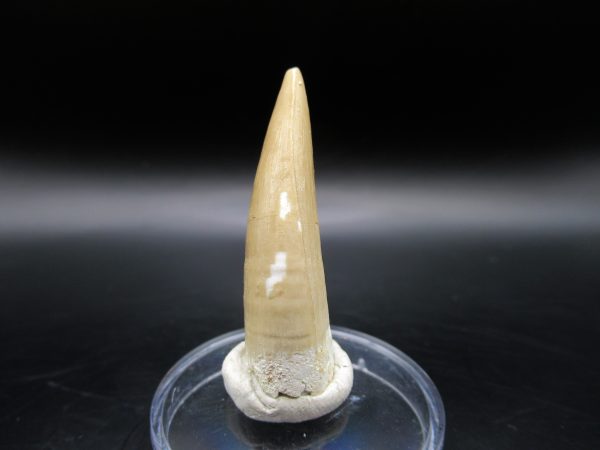 Genuine Eocene Age Dyrosaurus Crocodile Tooth Fossil For Sale from Morocco #8c