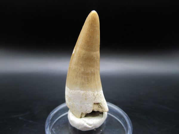 Genuine Eocene Age Dyrosaurus Crocodile Tooth Fossil For Sale from Morocco #9