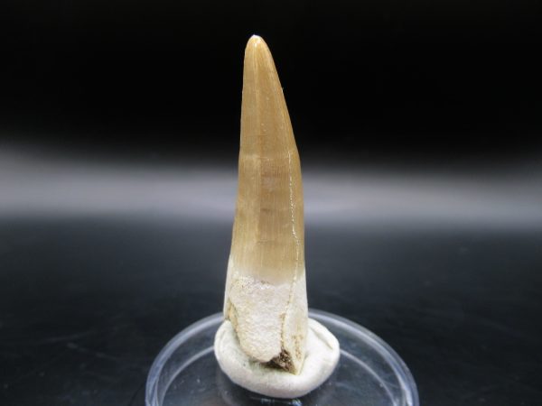 Genuine Eocene Age Dyrosaurus Crocodile Tooth Fossil For Sale from Morocco #9a