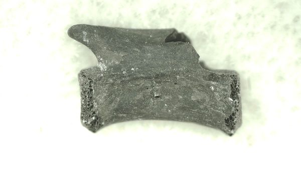 Mycterosaurus longiceps Vertebrae #19