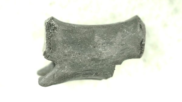 Mycterosaurus longiceps Vertebrae #19 - Image 6