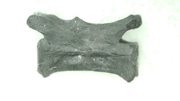 Oklahoma Permian Mycterosaurus Vertebrae 20