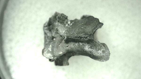 Mycterosaurus longiceps Vertebrae #21 - Image 2