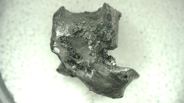 Mycterosaurus longiceps Vertebrae #21 - Image 6