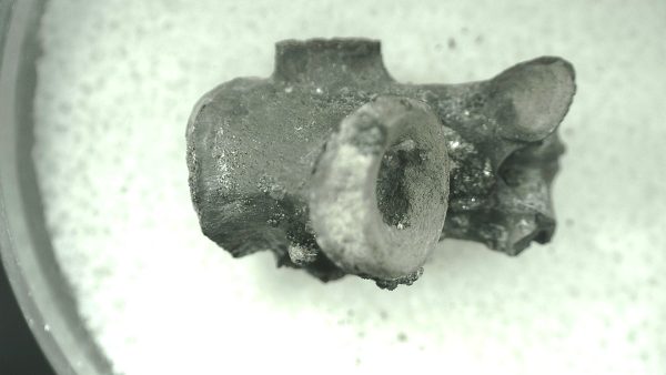 Mycterosaurus longiceps Vertebrae #21 - Image 5