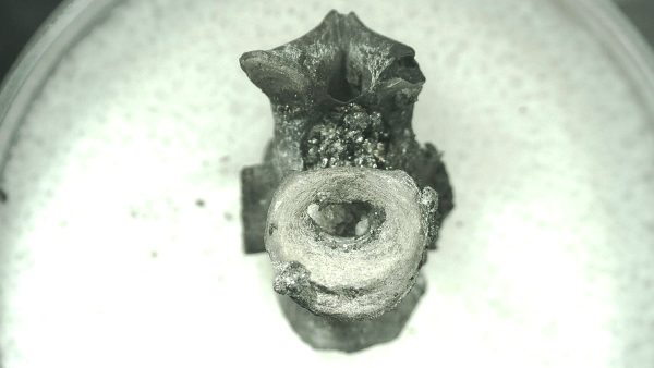 Mycterosaurus longiceps Vertebrae #21 - Image 4