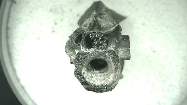 Mycterosaurus longiceps Vertebrae #21 - Image 3