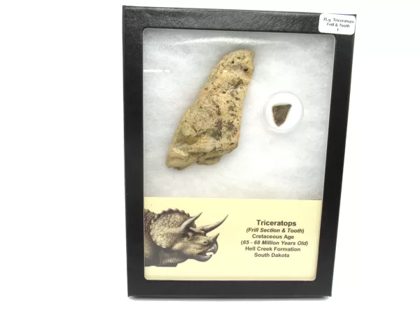 Genuine Cretaceous Age Set of Triceratops Frill and Tooth Fossils for Sale from South Dakota #1a X Large