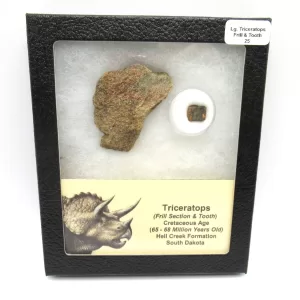 Genuine Cretaceous Age Set of Triceratops Frill and Tooth Fossils for Sale from South Dakota #25a