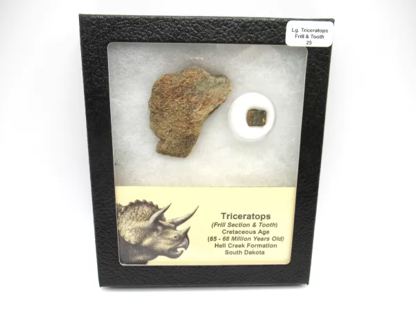 Genuine Cretaceous Age Set of Triceratops Frill and Tooth Fossils for Sale from South Dakota #25a