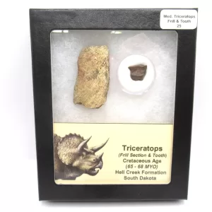 Genuine Cretaceous Age Set of Triceratops Frill and Tooth Fossils for Sale from South Dakota #25a