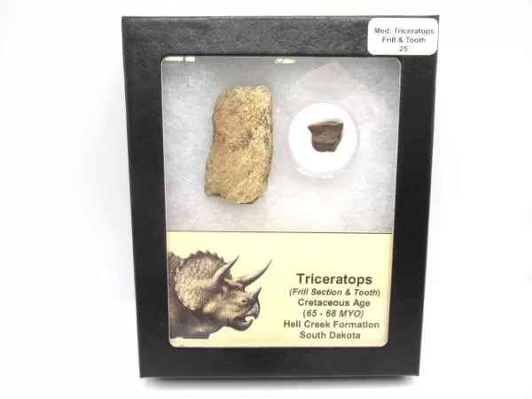 Genuine Cretaceous Age Set of Triceratops Frill and Tooth Fossils for Sale from South Dakota #25a