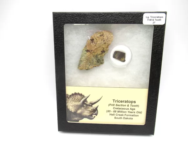 Genuine Cretaceous Age Set of Triceratops Frill and Tooth Fossils for Sale from South Dakota #27a