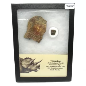 Genuine Cretaceous Age Set of Triceratops Frill and Tooth Fossils for Sale from South Dakota #2a X Large