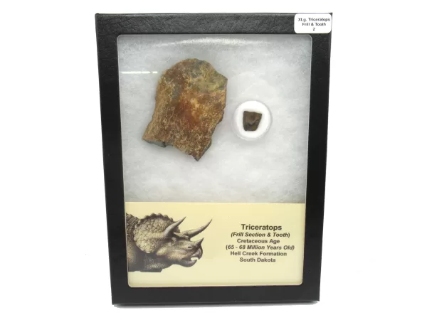 Genuine Cretaceous Age Set of Triceratops Frill and Tooth Fossils for Sale from South Dakota #2a X Large