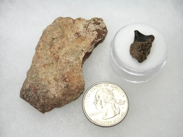 Genuine Cretaceous Age Set of Triceratops Frill and Tooth Fossils for Sale from South Dakota #30