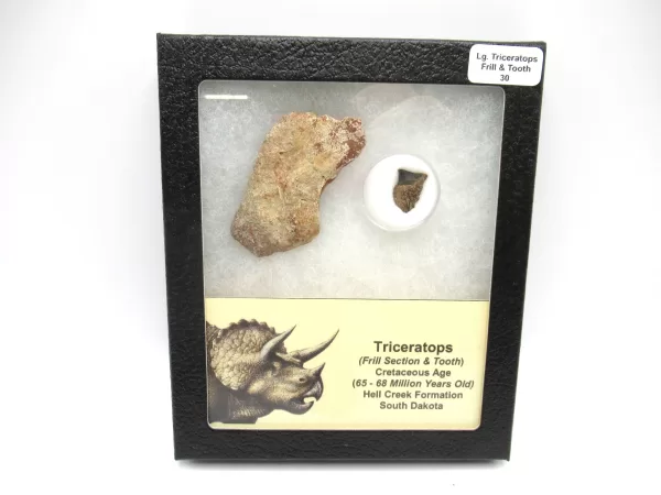 Genuine Cretaceous Age Set of Triceratops Frill and Tooth Fossils for Sale from South Dakota #30a