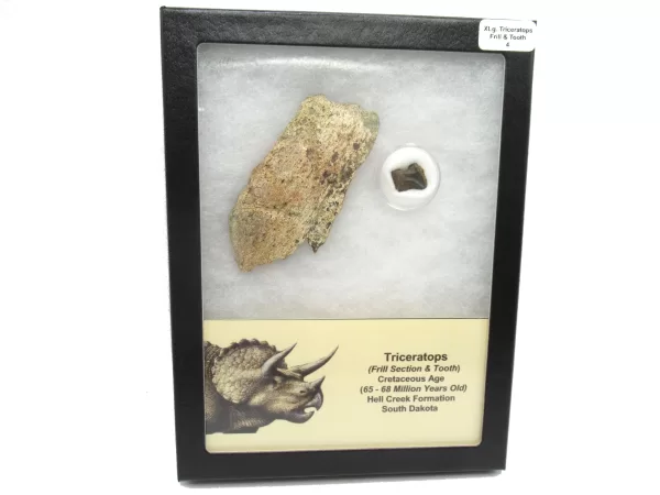 Genuine Cretaceous Age Set of Triceratops Frill and Tooth Fossils for Sale from South Dakota #4a X Large