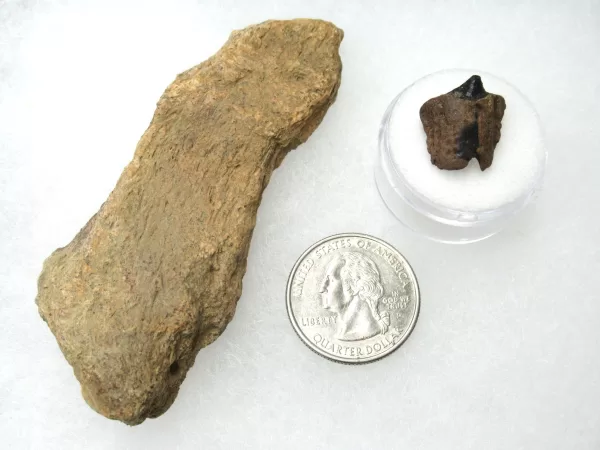 Genuine Cretaceous Age Set of Triceratops Frill and Tooth Fossils for Sale from South Dakota #6 X Large