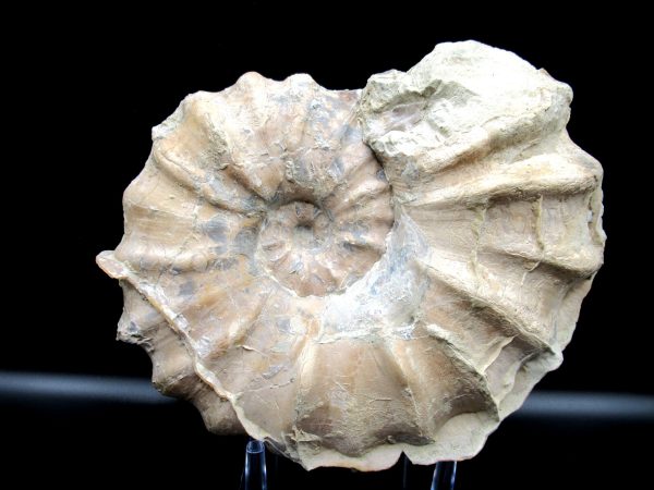 Genuine Cretaceous Age Conlinoceras tarrantense Ammonite for Sale from Texas #1