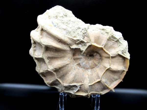 Genuine Cretaceous Age Conlinoceras tarrantense Ammonite for Sale from Texas #1b