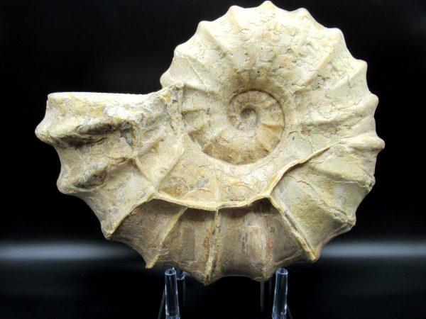 Genuine Cretaceous Age Conlinoceras tarrantense Ammonite for Sale from Texas #2