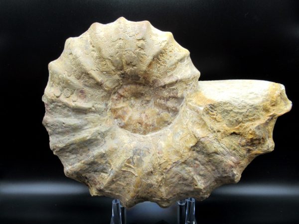 Genuine Cretaceous Age Conlinoceras tarrantense Ammonite for Sale from Texas #2b