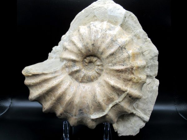 Genuine Cretaceous Age Conlinoceras tarrantense Ammonite for Sale from Texas #3