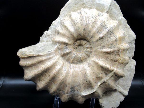 Genuine Cretaceous Age Conlinoceras tarrantense Ammonite for Sale from Texas #3a