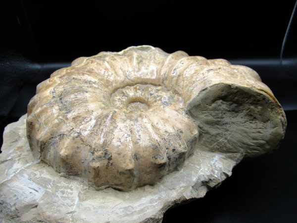 Genuine Cretaceous Age Conlinoceras tarrantense Ammonite for Sale from Texas #3e