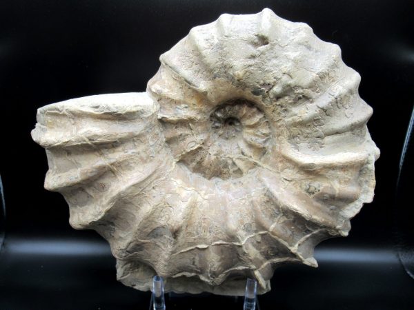 Genuine Cretaceous Age Conlinoceras tarrantense Ammonite for Sale from Texas #4