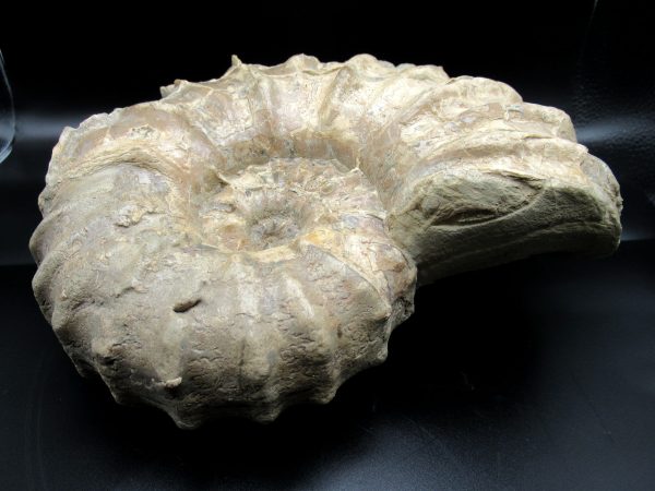 Genuine Cretaceous Age Conlinoceras tarrantense Ammonite for Sale from Texas #4e