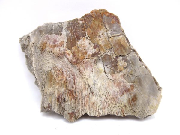 Genuine Triassic Koskinonodon Skull Plate for Sale from Texas #27a