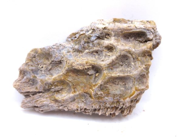 Genuine Triassic Koskinonodon Skull Plate for Sale from Texas #4