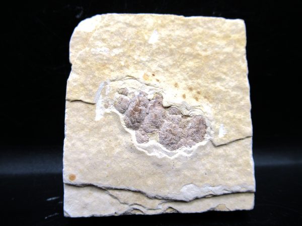 Wyoming Eocene Coprolite (FossilPoop) #10