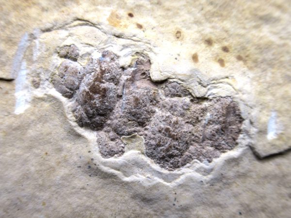 Wyoming Eocene Coprolite (FossilPoop) #10 - Image 2