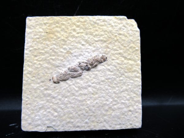 Wyoming Eocene Coprolite (FossilPoop) #11