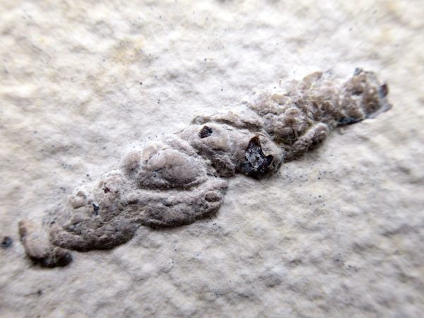 Wyoming Eocene Coprolite (FossilPoop) #11 - Image 2