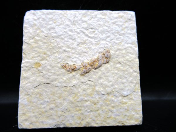 Wyoming Eocene Coprolite (FossilPoop) #12