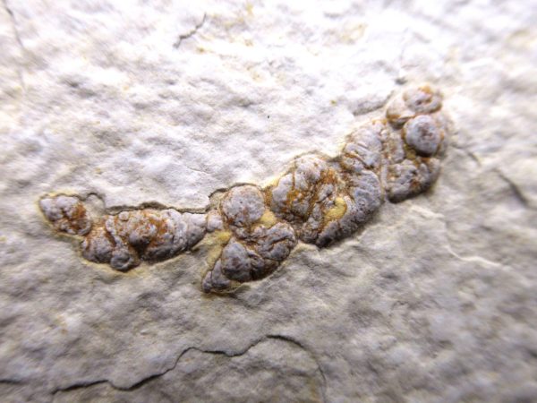 Wyoming Eocene Coprolite (FossilPoop) #12 - Image 2