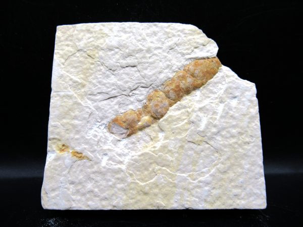 Wyoming Eocene Coprolite (FossilPoop) #13