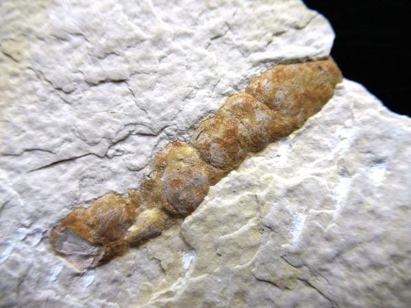 Wyoming Eocene Coprolite (FossilPoop) #13 - Image 2